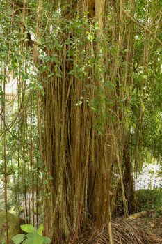 Ficus Elastica covered with long lianas in the rainforest. Rubber Fig or Rubber bush in Gunung Kawi Royal Tomb Valley. Rubber tree, Rubber plant, Indian rubber bush.