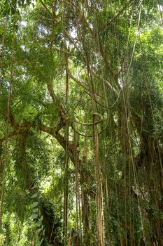 Ficus Elastica covered with long lianas in the rainforest. Rubber Fig or Rubber bush in Gunung Kawi Royal Tomb Valley. Rubber tree, Rubber plant, Indian rubber bush.