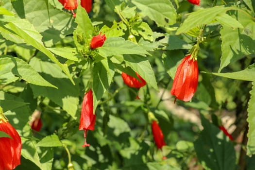 The flowers of Mexican Turk's Cap shrub (Malvaviscus arboreus var. mexicanus) are same as those of Hibiscus however they have unfurl petals, yielding a narrow funnel shaped flowers.