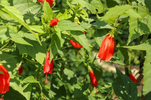 The flowers of Mexican Turk's Cap shrub (Malvaviscus arboreus var. mexicanus) are same as those of Hibiscus however they have unfurl petals, yielding a narrow funnel shaped flowers.