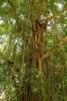 Ficus Elastica covered with long lianas in the rainforest. Rubber Fig or Rubber bush in Gunung Kawi Royal Tomb Valley. Rubber tree, Rubber plant, Indian rubber bush.