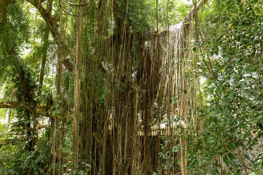 Ficus Elastica covered with long lianas in the rainforest. Rubber Fig or Rubber bush in Gunung Kawi Royal Tomb Valley. Rubber tree, Rubber plant, Indian rubber bush.