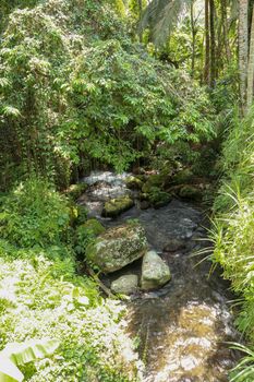 River bed in Pakerisan valley with wild water and big boulders. Water rolling over rocks in a river bed at a funeral complex in Tampaksiring. Gunung Kawi, Bali, Indonesia. Tropical vegetation.