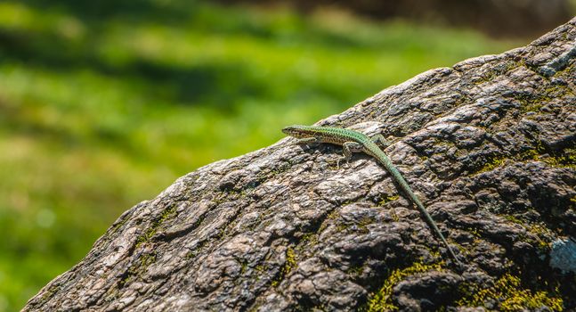 lizard walking on a tree trunk in nature of the Portugal