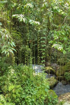 River bed in Pakerisan valley with wild water and big boulders. Long lianas hanging from tall tropical trees. Stones in riverbed near the funeral complex in Tampaksiring. Gunung Kawi, Bali, Indonesia.