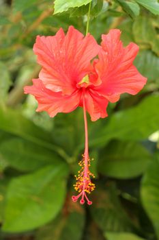 Close up Red Shoe Flower facing sideways in the garden. Hibiscus rosa-sinensis with leaves. Beautiful flower of Chinese hibiscus, China rose, Hawaiian hibiscus, rose mallow and shoeblackplant.