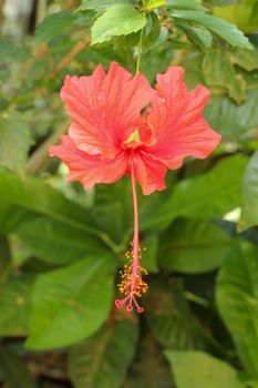 Close up Red Shoe Flower facing sideways in the garden. Hibiscus rosa-sinensis with leaves. Beautiful flower of Chinese hibiscus, China rose, Hawaiian hibiscus, rose mallow and shoeblackplant.