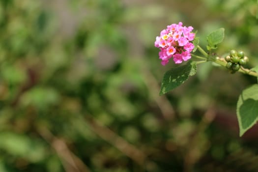 Pink Lantana flowers, Phakakrong (thai word) blossom small spring on green beautiful and fresh background