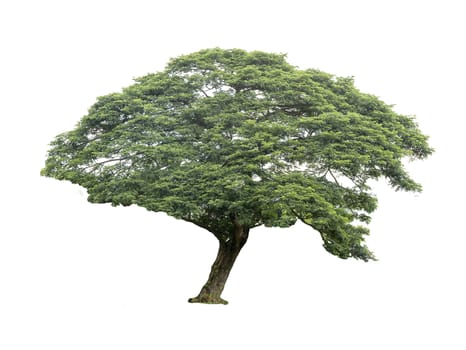 Trees isolated on white background