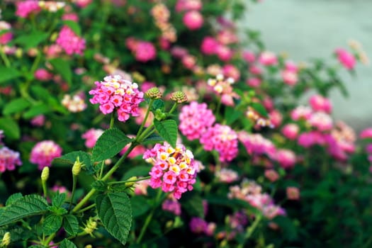 Pink Lantana flowers, Phakakrong (thai word) blossom small spring on green beautiful and fresh background