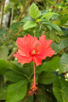 Close up Red Shoe Flower facing sideways in the garden. Hibiscus rosa-sinensis with leaves. Beautiful flower of Chinese hibiscus, China rose, Hawaiian hibiscus, rose mallow and shoeblackplant.