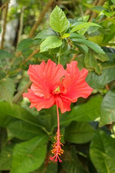 Close up Red Shoe Flower facing sideways in the garden. Hibiscus rosa-sinensis with leaves. Beautiful flower of Chinese hibiscus, China rose, Hawaiian hibiscus, rose mallow and shoeblackplant.