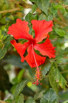 Close up Red Shoe Flower facing sideways in the garden. Hibiscus rosa-sinensis with leaves. Beautiful flower of Chinese hibiscus, China rose, Hawaiian hibiscus, rose mallow and shoeblackplant.