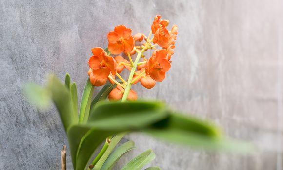 Orchid flower focus selective flower on wall background