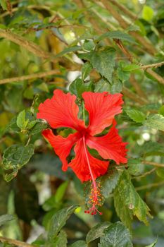 Close up Red Shoe Flower facing sideways in the garden. Hibiscus rosa-sinensis with leaves. Beautiful flower of Chinese hibiscus, China rose, Hawaiian hibiscus, rose mallow and shoeblackplant.