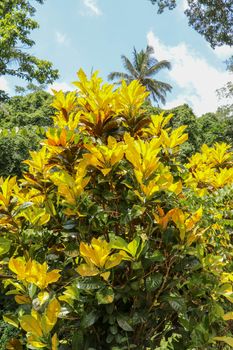 Close up of Codiaeum variegatum with large bright yellow leaves.Ornamental plants Garden Croton or Ariegated Croton, Croton variegatum L. An outstanding colorful, multicolor, shapes of leaves textures