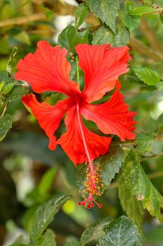 Close up Red Shoe Flower facing sideways in the garden. Hibiscus rosa-sinensis with leaves. Beautiful flower of Chinese hibiscus, China rose, Hawaiian hibiscus, rose mallow and shoeblackplant.