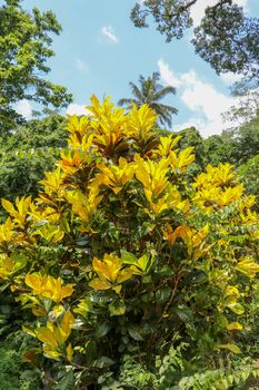 Close up of Codiaeum variegatum with large bright yellow leaves.Ornamental plants Garden Croton or Ariegated Croton, Croton variegatum L. An outstanding colorful, multicolor, shapes of leaves textures