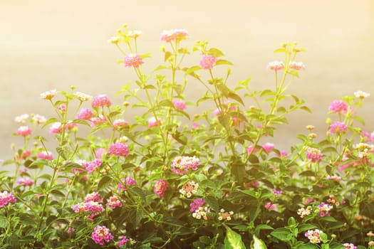 Pink Lantana flowers, Phakakrong (thai word) blossom small spring on green beautiful and fresh background