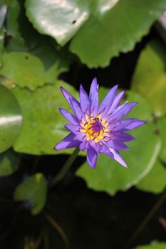 Purple Lotus Nature