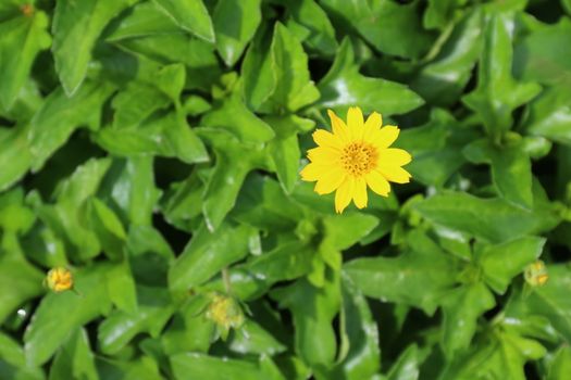 yellow flower daisy seeds blossom small and bee on nature background