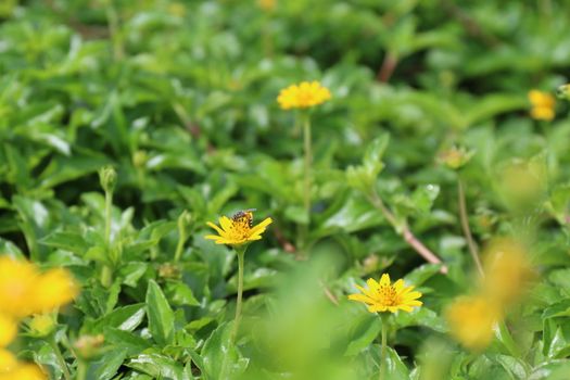 yellow flower daisy seeds blossom small and bee on nature background