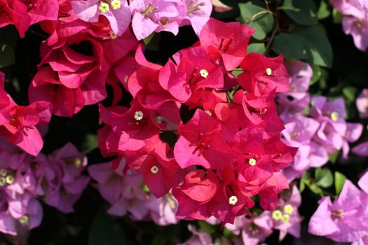 Bougainvillea flower for background pink purple red (selective focus)