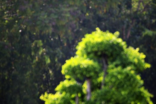 blurred garden leaf spherical, blurred background image of bending bushes sphere tree green leaf spherical shrub garden