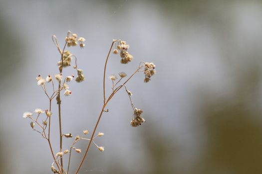 Dry grass flower in beautiful winter