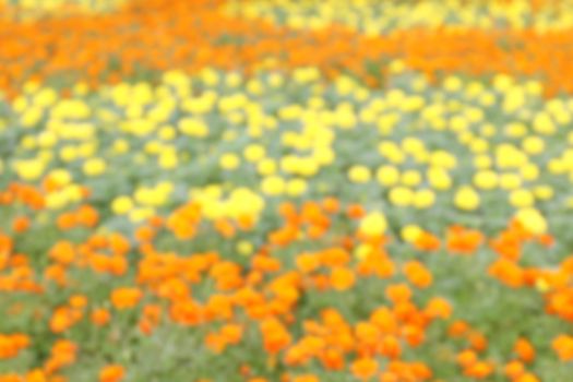 blurred flower orange yellow soft in garden background