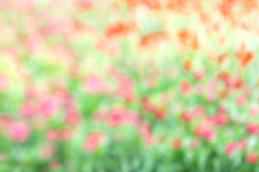 blurred flower pink green soft in garden background