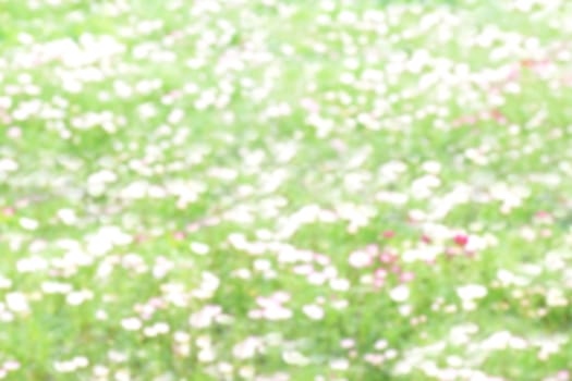 blurred flower white green soft in garden background