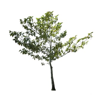 Trees isolated on white background