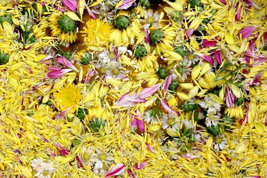 Pollen Flower blossom yellow on the surface water for Songkran festival flora, Flower of Songkran festival