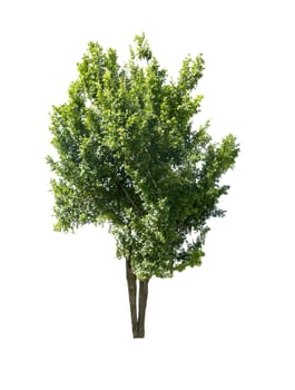Trees isolated on white background
