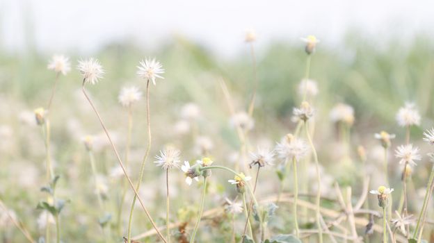 flower grass soft, flower grass in sunshine light morning day time, flower grass soft for background (selective focus)