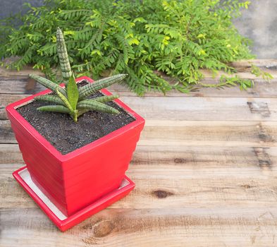 Littile tree in red pod on wood table 
