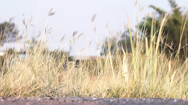 flower grass soft, flower grass in sunshine light morning day time, flower grass soft for background (selective focus)