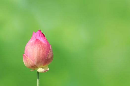 lotus bud on nature green background, lotus pink close-up photos, lotus bud pink flower, beautiful buds pink nature