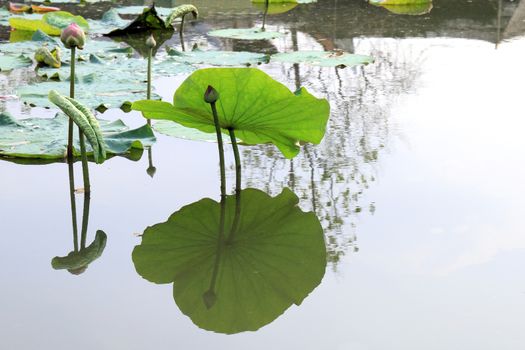 Lotus, Lotus leaf pad green on water nature, Lotus pad in pond garden farm, Lotus pad on the surface water