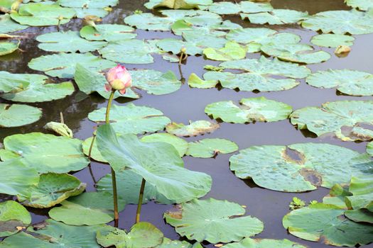 Lotus, Lotus leaf pad green on water nature, Lotus pad in pond garden farm, Lotus pad on the surface water