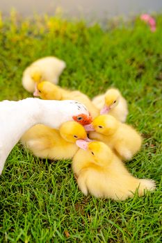 Lovely moment of mother ducks taking care of her baby ducks.