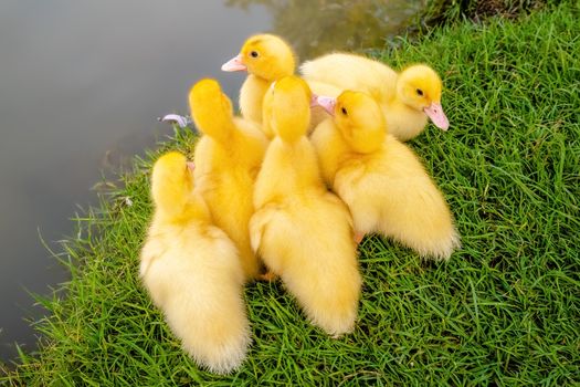 Group of yellow ducks on green grass next to water in nature.