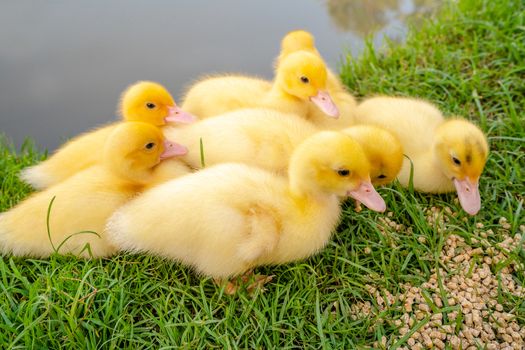 Group of yellow ducks eating food on green grass in nature.
