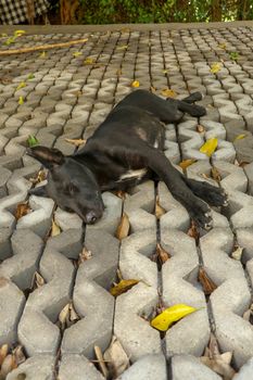 Young black dog lying on concrete grass prefabricated elements. Black puppy with outstretched legs lying on its side and sleeping peacefully. Cute pet resting and sunbeams warming his fur.