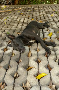 Young black dog lying on concrete grass prefabricated elements. Black puppy with outstretched legs lying on its side and sleeping peacefully. Cute pet resting and sunbeams warming his fur.