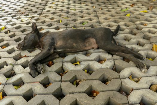 Young black dog lying on concrete grass prefabricated elements. Black puppy with outstretched legs lying on its side and sleeping peacefully. Cute pet resting and sunbeams warming his fur.