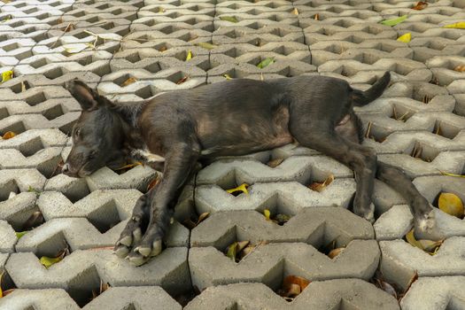 Young black dog lying on concrete grass prefabricated elements. Black puppy with outstretched legs lying on its side and sleeping peacefully. Cute pet resting and sunbeams warming his fur.