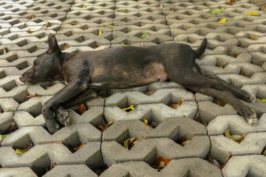 Young black dog lying on concrete grass prefabricated elements. Black puppy with outstretched legs lying on its side and sleeping peacefully. Cute pet resting and sunbeams warming his fur.