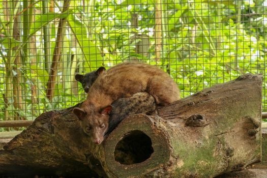 Kopi Luwak.Couple Asian Palm Civet in cage with wooden box of colorful berries, civet coffee production. Two Paradoxurus hermaphroditus picks delicious coffee berries to produce expensive coffee.